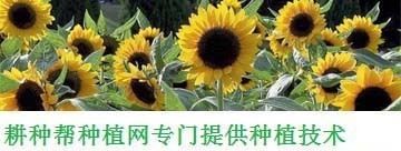 加油站鋼構大棚制作方法(加油站鋼構大棚維護保養) 結構橋梁鋼結構設計 第1張 加油站鋼構大棚制作方法(加油站鋼構大棚維護保養) 結構橋梁鋼結構設計 第1張